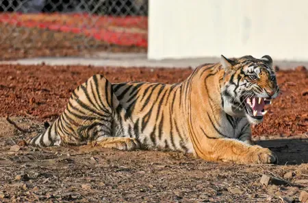 Bandhavgarh Tiger Reserve Reports Four Fatal Electrocutions to MP HC