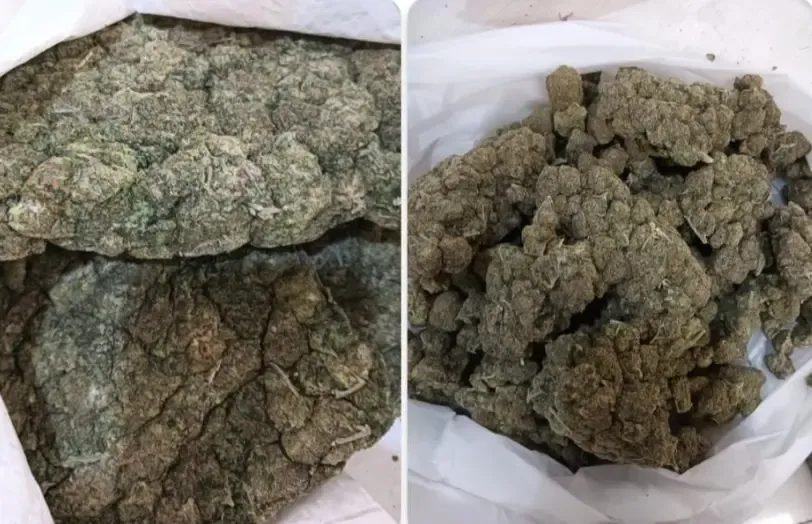 क्या बैंकॉक से आए यात्रियों से बड़ी मात्रा में ड्रग्स जब्त हुई?