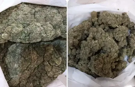 क्या बैंकॉक से आए यात्रियों से बड़ी मात्रा में ड्रग्स जब्त हुई?