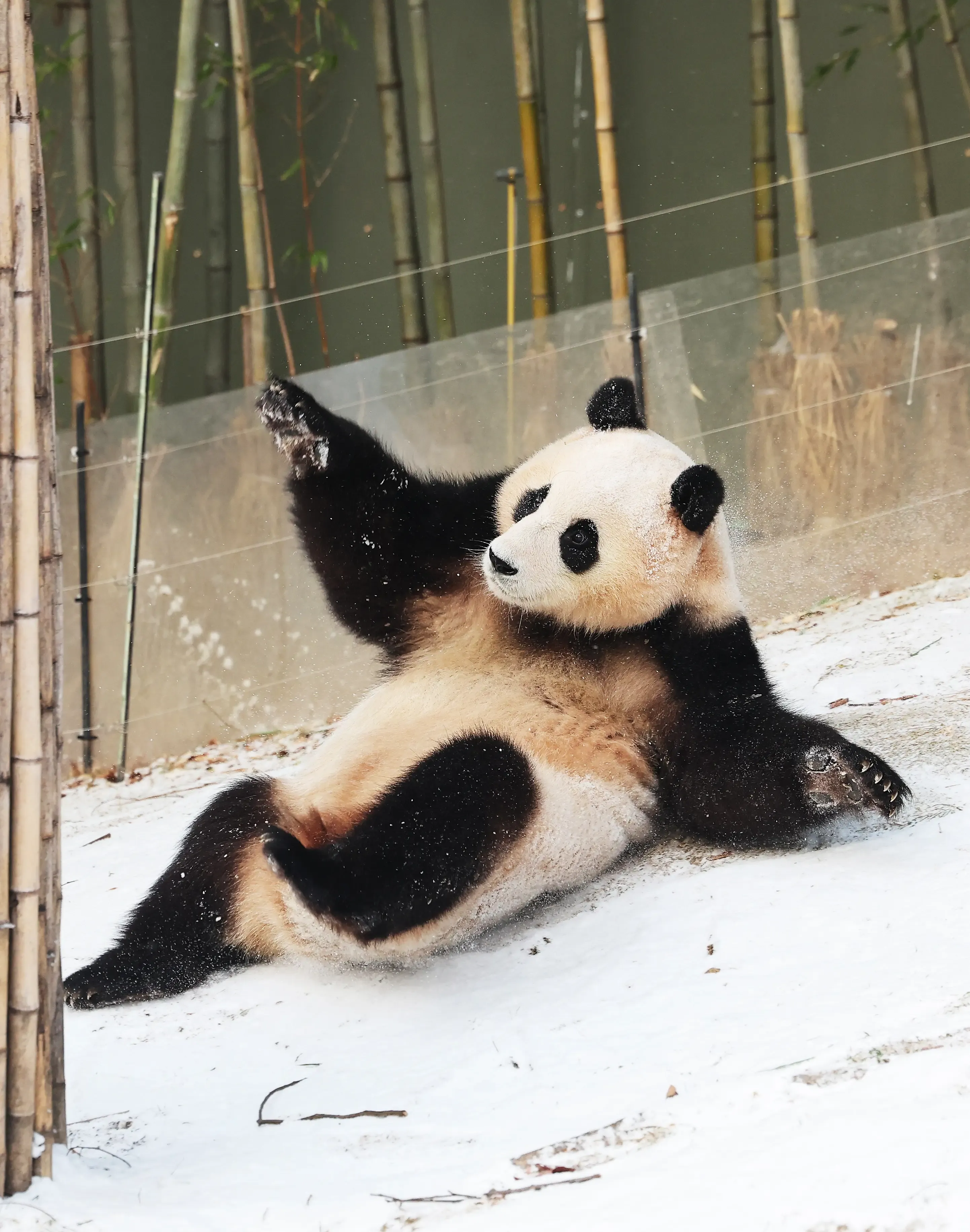 क्या बीजिंग-टोक्यो के तनाव का असर पांडा डिप्लोमेसी पर भी पड़ रहा है?