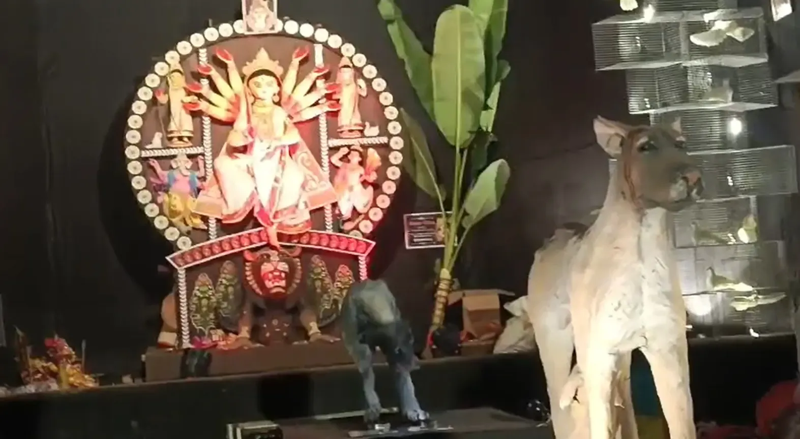 क्या बेलूर में दुर्गा पूजा की ‘साइलेंट’ थीम जानवरों के प्रति सहानुभूति और संरक्षण का संदेश देती है?