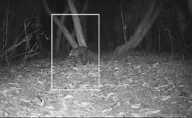 Is the Musk Deer Making a Comeback in Neora Valley National Park?
