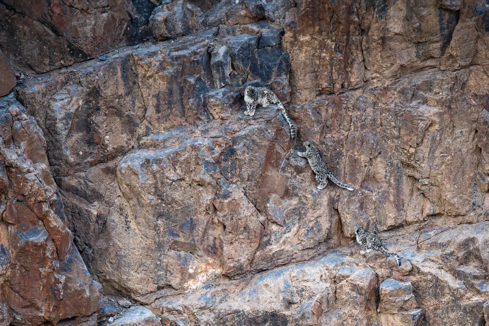 Snow leopard conservation: India counts 718 'Ghosts of the Mountains'