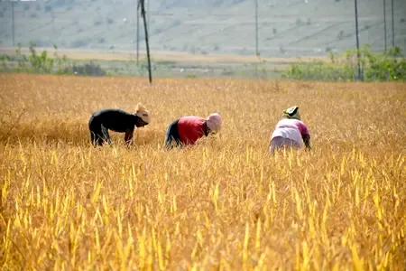 Will Bengal Start Paddy Procurement on November 1?