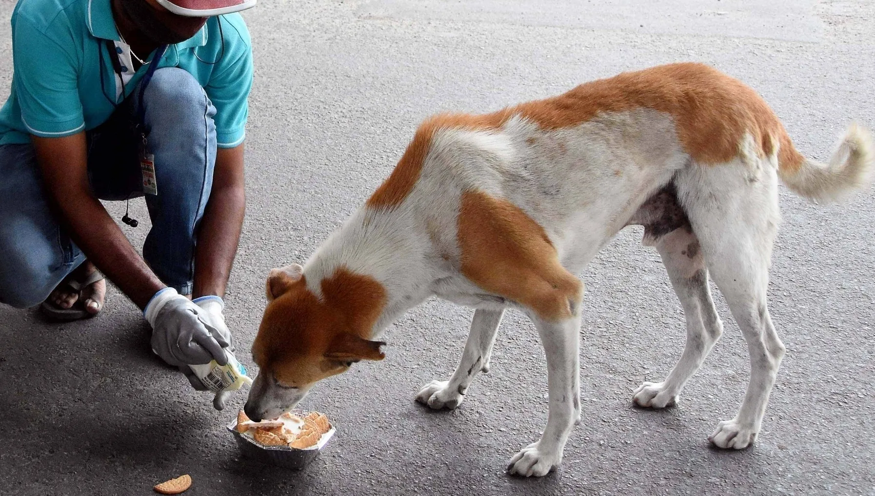 Is Bengaluru's BBMP Chicken Biryani Scheme for Stray Dogs Worth the Controversy?