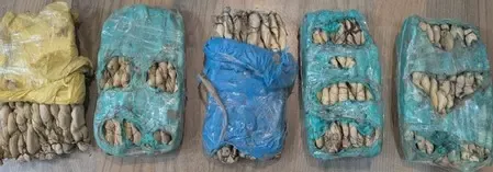 क्या बेंगलुरु में एनसीबी ने 160 किलो खट की पत्तियों के तस्करी नेटवर्क का भंडाफोड़ किया?