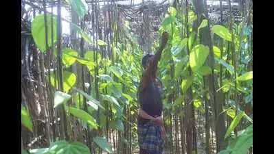 How are Betel Leaf Farmers in TN's Dharmapuri Coping with Falling Prices?