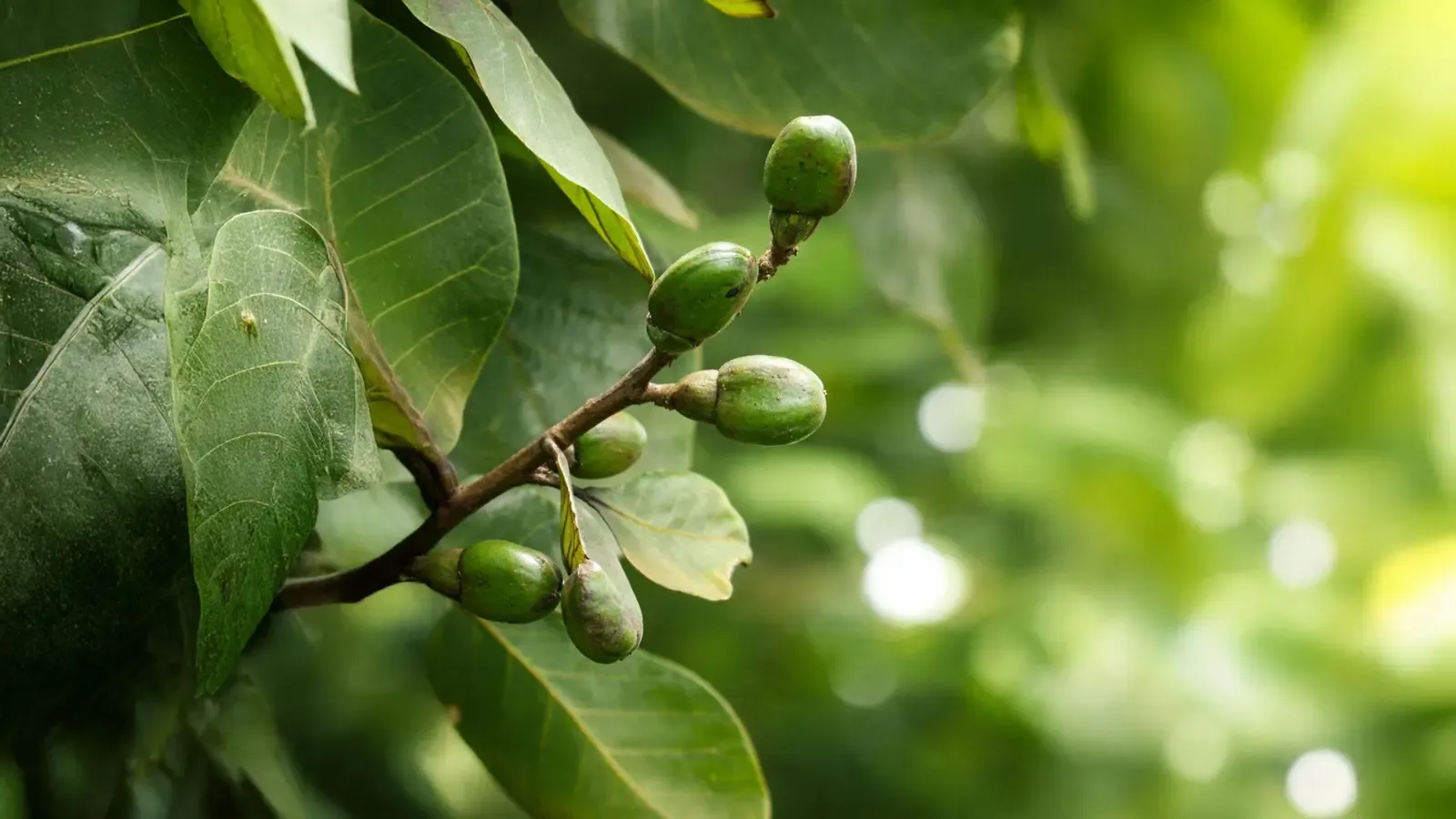 क्या भिलावा पाचन, त्वचा और जोड़ों के दर्द में चमत्कारी लाभ प्रदान करता है?