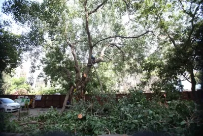 क्या भोपाल में अयोध्या बायपास को 10 लेन बनाने के लिए पेड़ कटाई पर रोक लगाई गई?