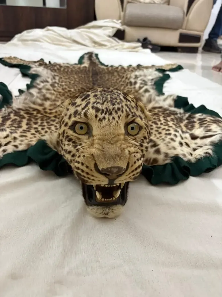 क्या भोपाल में डीआरआई ने तेंदुए की खाल जब्त की?