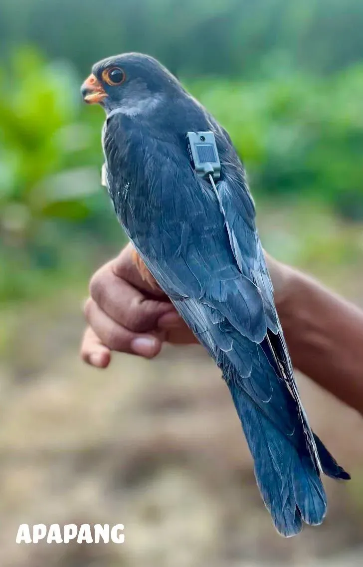 Bhupender Yadav: Amur Falcons Return to Manipur After 23-Country Journey