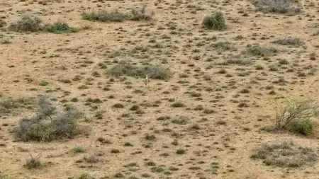 Bhupender Yadav Celebrates Great Indian Bustard Chick Birth After Ten Years