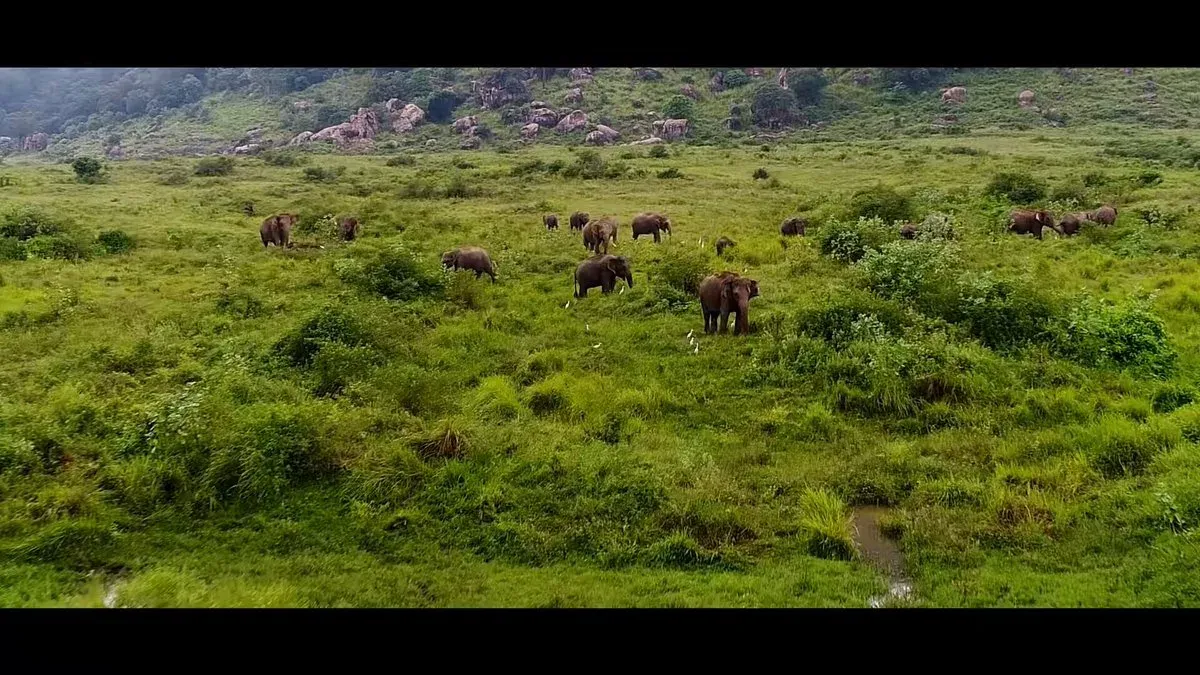 Bhupender Yadav Reaffirms India's Elephant Conservation Pledge