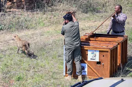 Helicopter Transport of Botswana Cheetahs to Kuno National Park