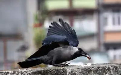 What Caused the Mysterious Deaths of Crows in Bhagalpur?