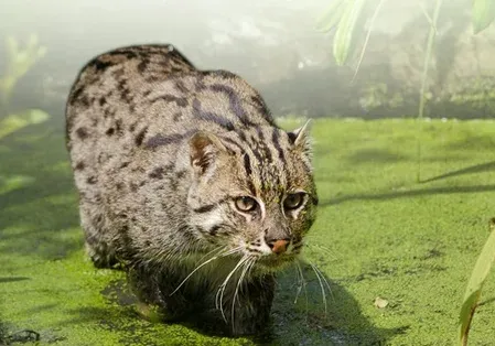 Fishing cat rescued from railway bridge near Valmiki Tiger Reserve in Bihar