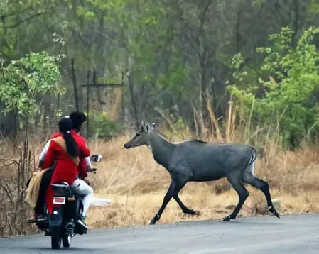 What Caused Panic in Bihar Villages After a Tiger Attack?