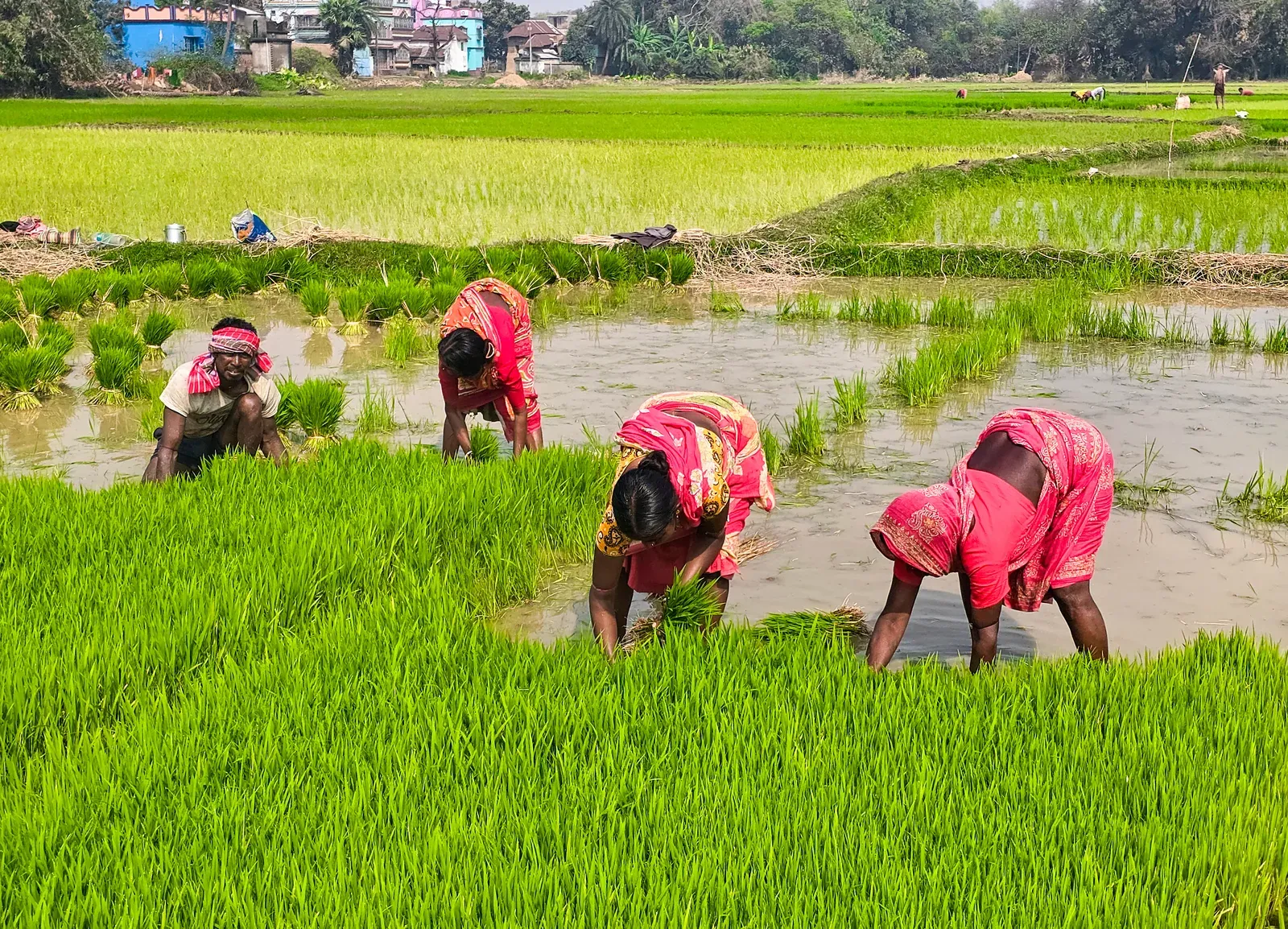 NBA releases ₹8.22 crore ABS funds to rice research bodies, 33 state boards