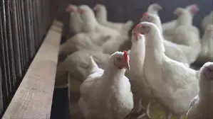 Bird Flu: Indian Government Mandates Poultry Farm Registration and Increased Surveillance