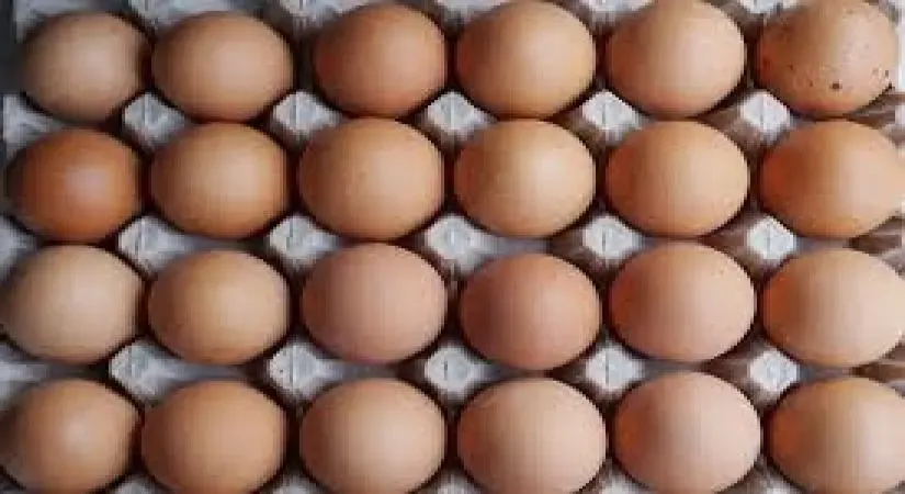Surge in Egg Prices Linked to Bird Flu Outbreak in the United States