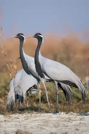 Detection of Bird Flu Virus in Deceased Crane in Rajasthan