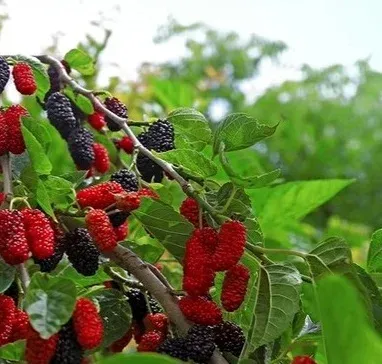 शहतूत की पत्तियाँ: ब्लड शुगर नियंत्रण से इम्युनिटी तक, जानें इनके औषधीय गुण