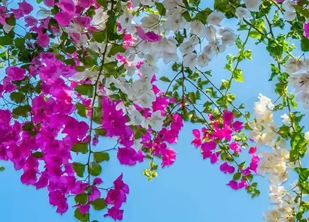 बोगनवेलिया फूल: सिर्फ सुंदर ही नहीं, बल्कि औषधीय गुणों का खजाना, तना से जड़ तक फायदेमंद