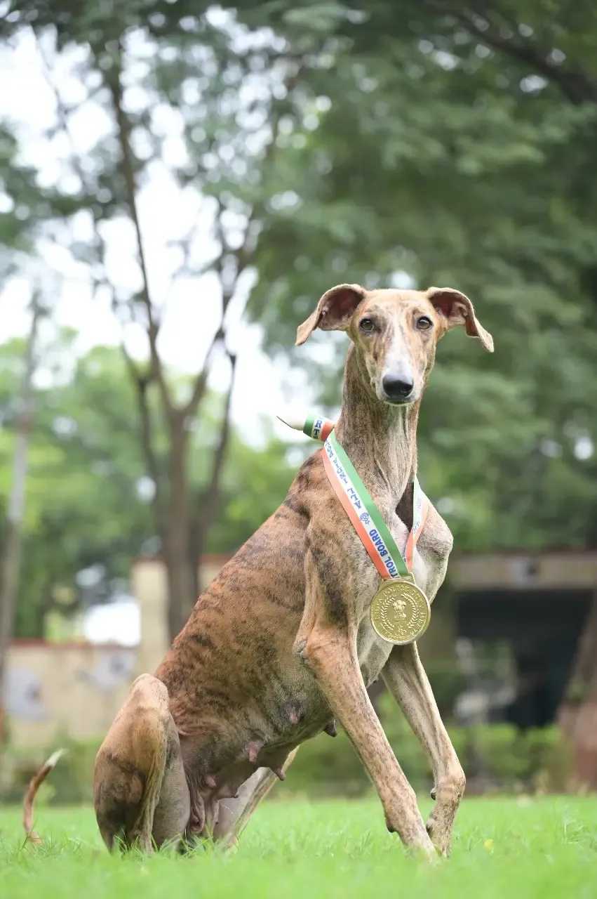 Will BSF Unveil India's First Indigenous Dog Contingent at Ekta Diwas Parade?