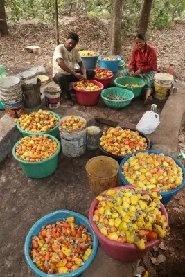 How Will the Budget Propel High-Value Crops to Elevate Farmers' Earnings?