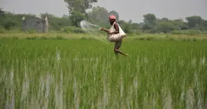 Union Cabinet Approves Continued DAP Fertilizer Subsidy for Farmers