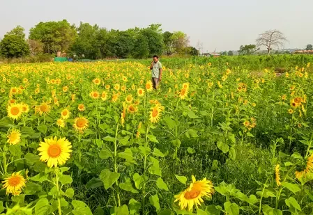 Cabinet clears MSP hike for 14 kharif crops for 2026-27 season