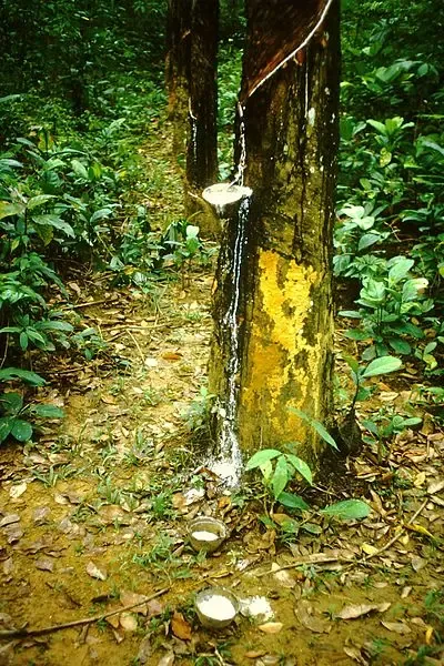 Cambodia Generates 568 Million USD from Rubber Latex Exports in First 11 Months of 2024