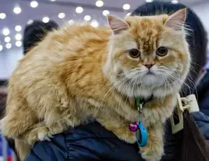 Could Cats Help Us Develop Treatments for Dementia and Alzheimer’s?