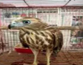 CBI, DRI bust wildlife trafficking racket; 6 arrested, 53 animals rescued