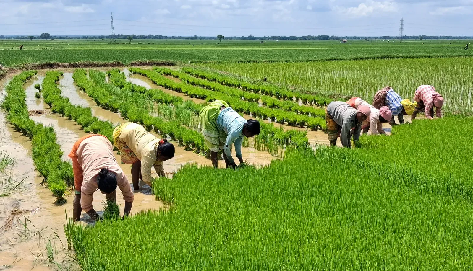 Women farmers drive 60-80% of India's farm work — and policy is finally catching up