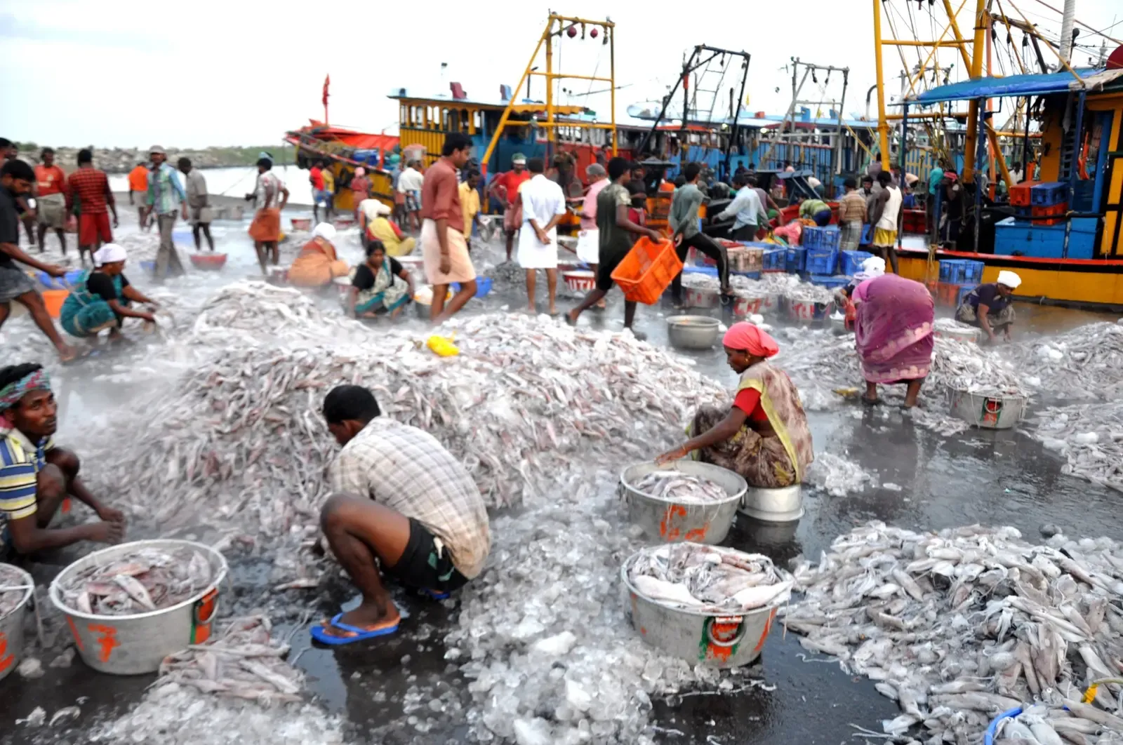 Government Allocates ₹3,490 Crore for Fishing Harbours to Boost Exports