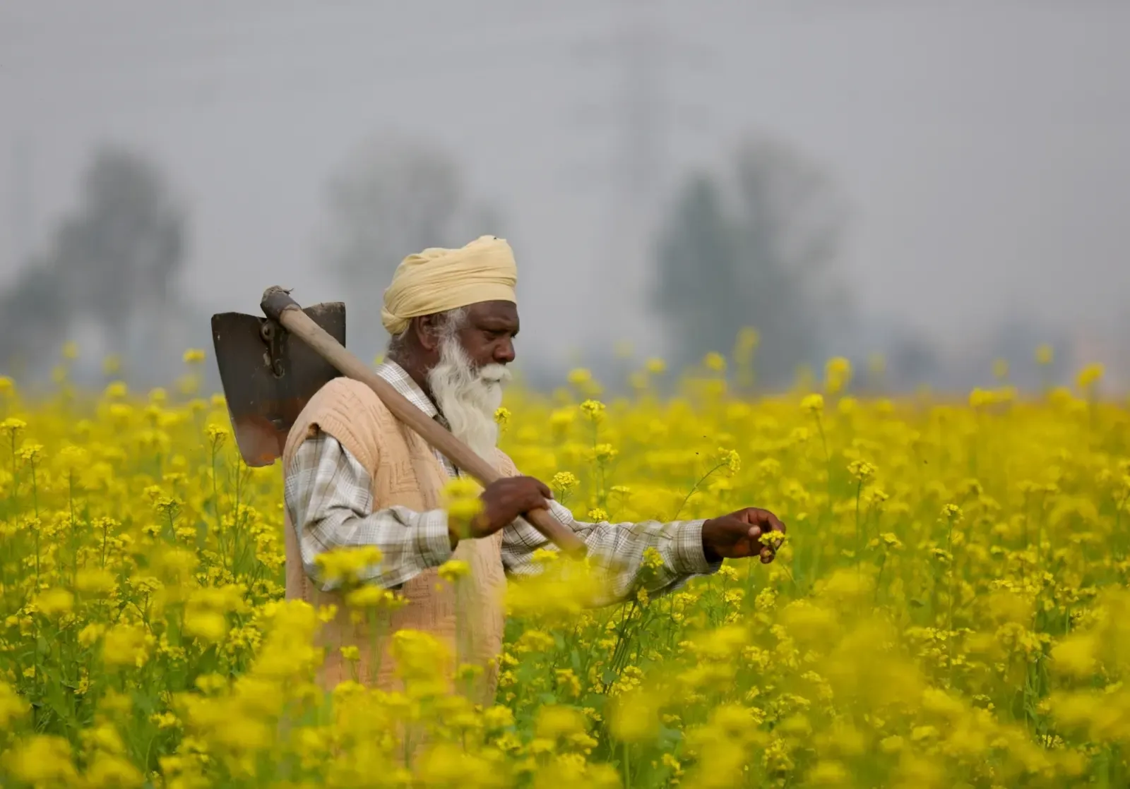 MSP for Rabi crops 2027-28 hiked: Safflower gets ₹675/quintal boost