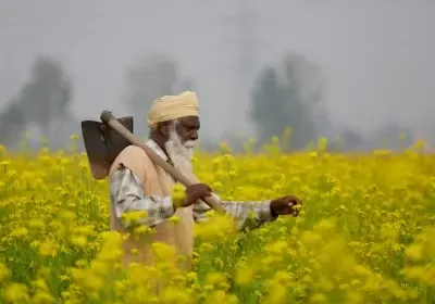 MSP for Rabi crops 2027-28 hiked: Safflower gets ₹675/quintal boost