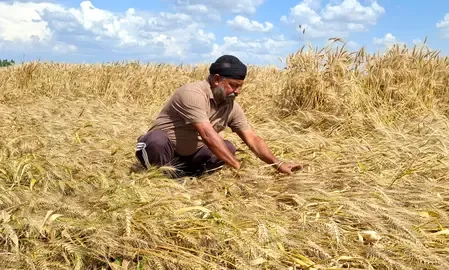 Central Government Alleviates Wheat Procurement Standards, Aiding Rajasthan Farmers Impacted by Unseasonal Weather