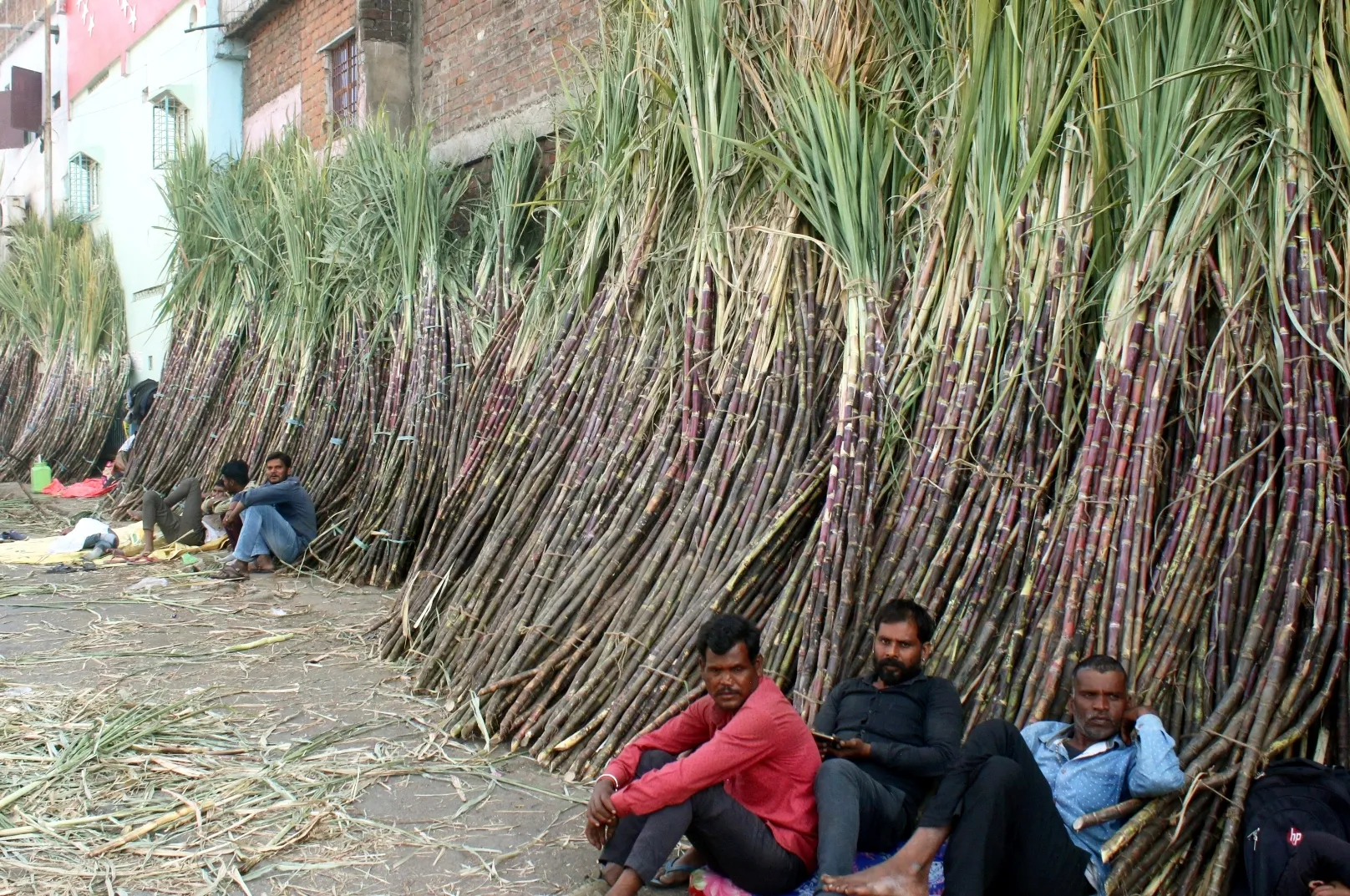 Sugarcane FRP hiked to ₹365 per quintal for Sugar Season 2026-27