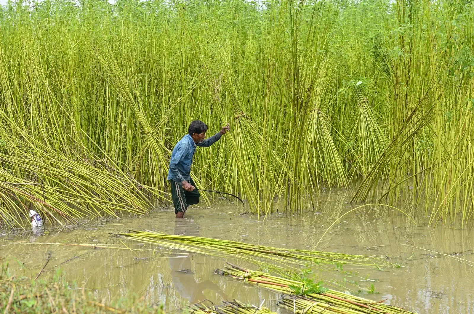 Government Increases Raw Jute MSP by Rs 315 for 2025-26