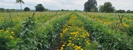 What Are the Key Features of the Draft Seeds Bill to Protect Farmers?
