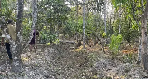 How Are Model Rules for Felling Trees Supporting Agroforestry?