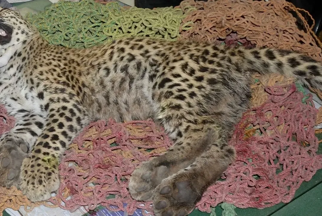 How Did a Cheetah Cub Lose Its Life on the Agra-Mumbai Expressway?
