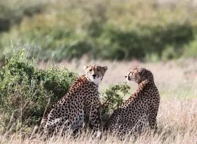 Panic Ensues in Rajasthan Village as Cheetah KP-2 Strays from Kuno National Park