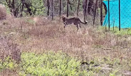 Nine Cheetahs from Botswana Released into Kuno National Park in Madhya Pradesh