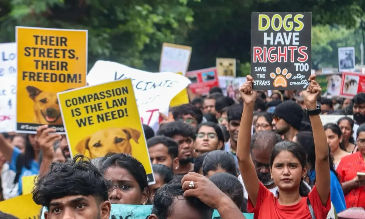 Why Are Chennai Animal Rights Activists Opposing the SC Order on Delhi-NCR Stray Dogs?