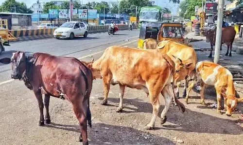 Why is Chennai Corporation Seeking Volunteers for Cattle Management?