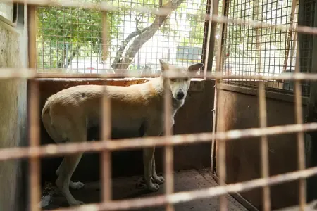 Is Chennai Corporation Building Shelters for Rabies-Affected Dogs?