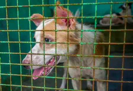 Will Chennai Corporation Establish a Facility for Aggressive, Rabid Dogs?